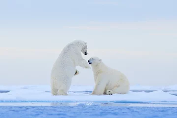 Fototapeten Eisbär tanzt auf dem Eis. Zwei Eisbären lieben auf Treibeis mit Schnee, weiße Tiere im Naturlebensraum, Spitzbergen, Norwegen. Tiere, die im Schnee spielen, arktische Tierwelt. Lustiges Bild aus der Natur. © ondrejprosicky