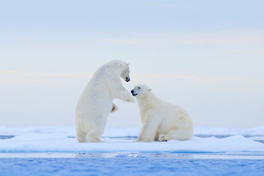 Polar bear dancing on the ice. Two Polar bears love on drifting ice with snow, white animals in the nature habitat, Svalbard, Norway. Animals playing in snow, Arctic wildlife. Funny image from nature.