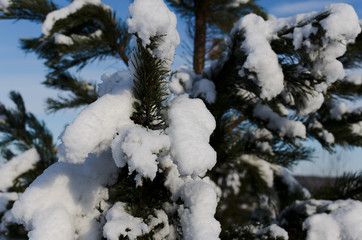 Fototapeta na wymiar snow covered pine branch closeup on sky background