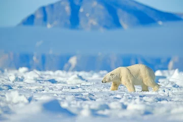 Foto op Canvas Gevaarlijke beer zittend op het ijs, mooie blauwe lucht. IJsbeer op de rand van het drijfijs met sneeuw en water in de Noorse zee. Wit dier in de natuurhabitat, Europa. Wildlife scène uit de natuur. © ondrejprosicky