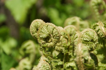 Young green shoots of ferns. Forest glade. Plants in nature. Spring season. New life. Green curls. Close up. Blurred background