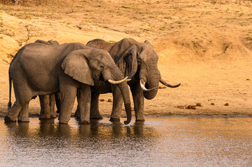 Two old African elephant bulls, one with a collapsed right ear, drinking at a dam 