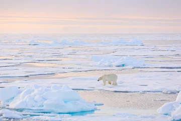 Foto op Canvas Dangerous bear sitting on the ice, beautiful blue sky. Polar bear on drift ice edge with snow and water in Norway sea. White animal in the nature habitat, Europe. Wildlife scene from nature. © ondrejprosicky