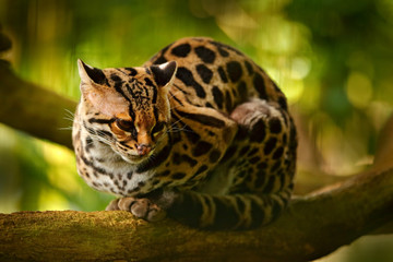 Wildlife in Costa Rica. Nice cat margay sitting on the branch in the costarican tropical forest....