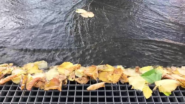 Gutter catching leaves from flowing rain water