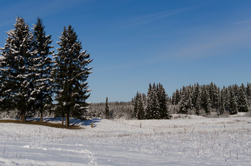 snow covered spruces in winter sunny day