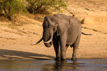 Lone African elephant bull drinking from a dam in the late afternoon sunshine