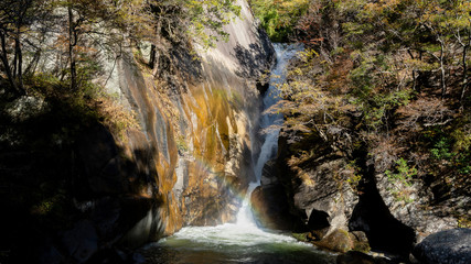 Obraz premium 紅葉