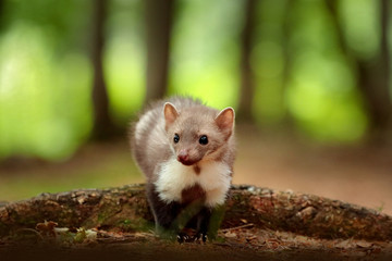 Beautiful cute forest animal. Beech marten, Martes foina, with clear green background. Small predator sitting on the tree trunk in forest. Wildlife scene from Germany.