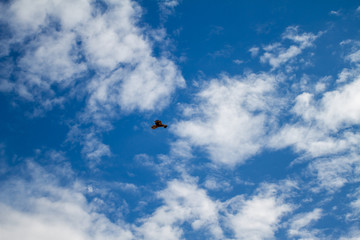  eagles flying the australian outback