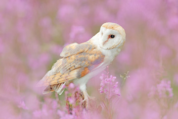 Barn Owl in light pink bloom, clear foreground and background, Great Britain. Wildlife spring art scene from nature with bird. Beautiful nature scene with owl and flowers.