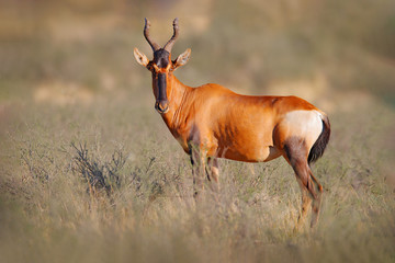 Hartebeest in the grass, Namibia in Africa. Red , Alcelaphus buselaphus caama, detail portrait of big brown African mammal in nature habitat. Sassaby, in green vegetation.