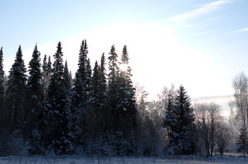 snow covered spruces in winter