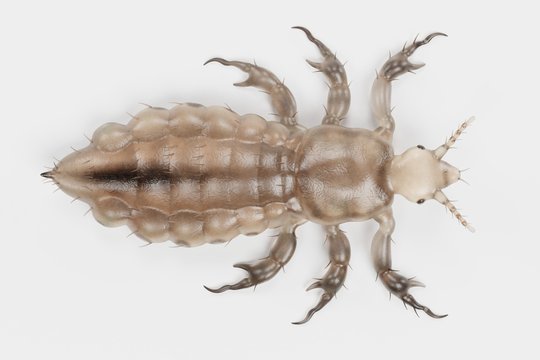 Realistic 3d Render of Head Louse - Male