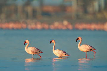 Lesser Flamingo, Phoeniconaias minor, flock of pink bird in the blue water. Wildlife scene from wild nature. Flock of flamingos walking and feeding in the water, Walvis Bay, Namibia in Africa.