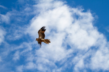  eagles flying the australian outback