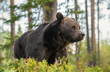 Adult Male of Brown bear in the forest. Scientific name: Ursus arctos. Natural habitat.