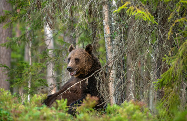 Bear sits by a tree. Adult Male of Brown bear in the forest. Scientific name: Ursus arctos. Natural...
