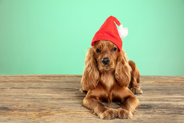 Christmas gift. English cocker spaniel young dog is posing. Cute playful brown doggy or pet lying...