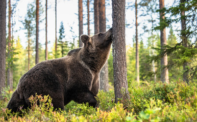 Plakat The bear sniffs a tree. Brown bear in the autumn pine forest. Scientific name: Ursus arctos. Natural habitat. Autumn season.