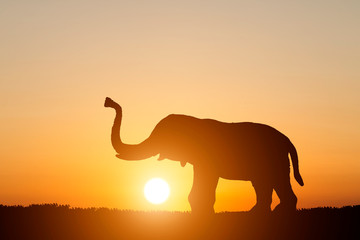 Fototapeta na wymiar silhouette elephant on sunset background.