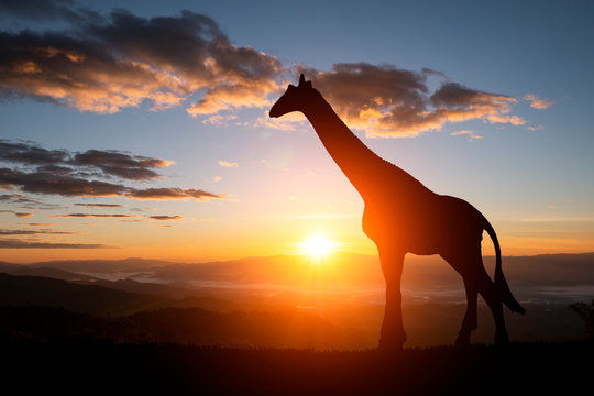 The silhouette of two giraffes on a sunset background