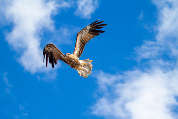  eagles flying the australian outback