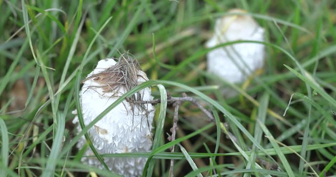 White mushroom dung beetle