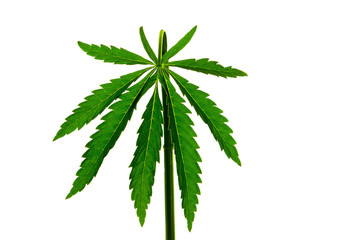 isolated green leaf of marijuana on a white background