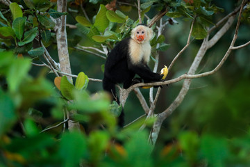 Monkey with banana. Black monkey hidden in the tree branch in the dark tropical forest. White-headed Capuchin, feeding fruits. Animal in nature habitat, wildlife of Costa Rica. Monkey behaviour.
