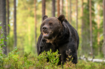 Adult Male of Brown bear in the forest. Scientific name: Ursus arctos. Natural habitat.