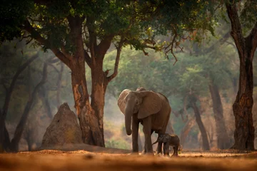 Küchenrückwand glas motiv Elefant Elefant mit jungem Baby. Elefant im Mana Pools NP, Simbabwe in Afrika. Großes Tier im alten Wald, Abendlicht, Sonnenuntergang. Magische Tierszene in der Natur. Afrikanischer Elefant im schönen Lebensraum.