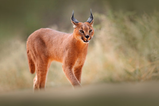 Caracal, African lynx, in dry sand desert. Beautiful wild cat in nature habitat, Kgalagadi, Botswana, South Africa. Animal face to face walking on gravel, Felis caracal. Wildlife scene from nature.