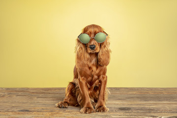 Best teacher. English cocker spaniel young dog is posing. Cute playful brown doggy or pet sitting...