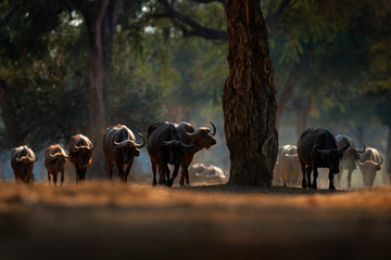 Herd of African Buffalo, Cyncerus cafer, in the dark forest, Mana Pools, Zimbabwe in Africa. Wildlife scene from Africa nature. Big animal in the habitat. - obrazy, fototapety, plakaty