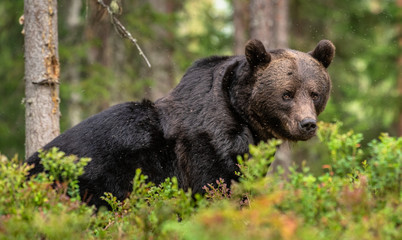 Adult Male of Brown bear in the forest. Scientific name: Ursus arctos. Natural habitat.