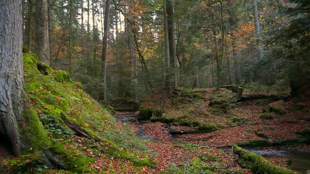 river stream in enchanted serene autumn forest in schw&auml;bischer wald germany