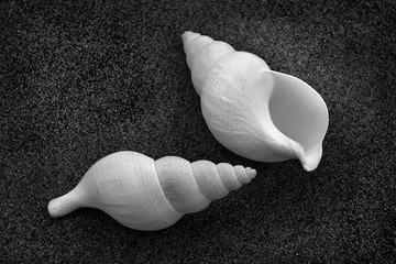 neptunea schells © jholy