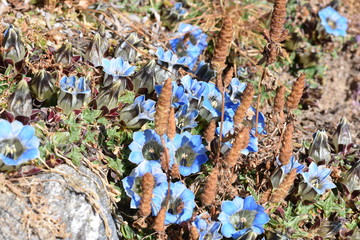 Light blue flowers in the mountains of Nepal's Langtang National Park