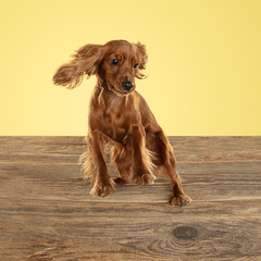 English cocker spaniel young dog is posing. Cute playful brown doggy or pet playing on wooden floor...