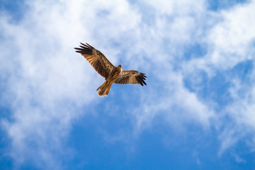  eagles flying the australian outback