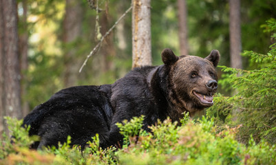 Obraz na płótnie Canvas Adult Male of Brown bear in the forest. Scientific name: Ursus arctos. Natural habitat.