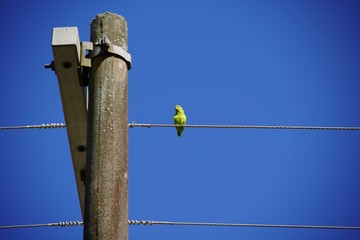 green bird on electric pole and blue sky