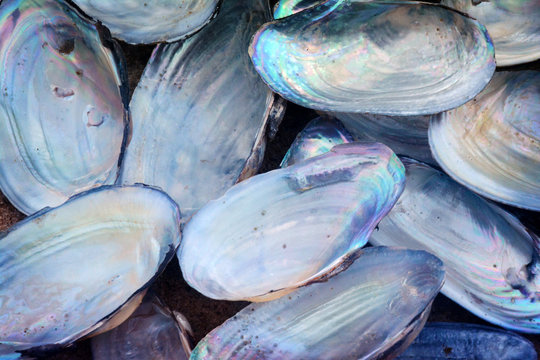 perl clams 1