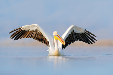 Bird start in the water. Dalmatian pelican, Pelecanus crispus, landing in Lake Kerkini, Greece....