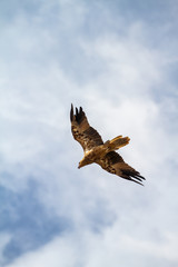 Fototapeta na wymiar eagles flying the australian outback