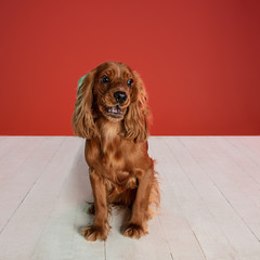 Happiness. English cocker spaniel young dog is posing. Cute playful brown doggy or pet is sitting on white floor isolated on red background. Concept of motion, action, movement, pets love.