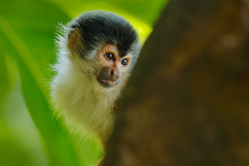 Monkey in the tropic forest vegetation. Animal, long tail in tropic forest. Squirrel monkey, Saimiri oerstedii, sitting on the tree trunk with green leaves, Corcovado NP, Costa Rica.