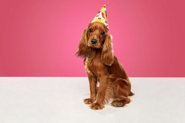 Celebration event. English cocker spaniel young dog is posing. Cute playful brown doggy or pet...