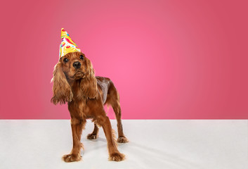 Celebration event. English cocker spaniel young dog is posing. Cute playful brown doggy or pet sitting isolated on pink background. Concept of motion, action, movement, pets love. Looks cool.